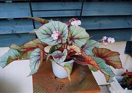 B. ‘Ishtar’